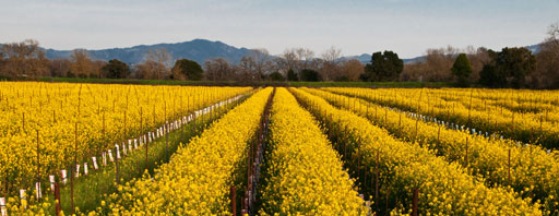 Paul Brewer: Mustard Field