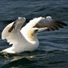 gannet