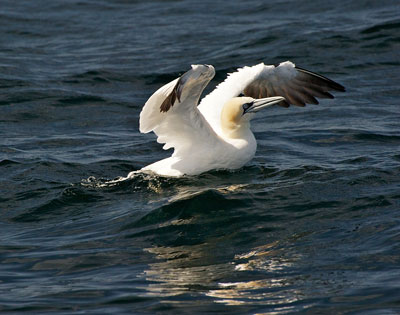 gannet