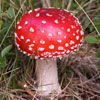 Amanita muscaria (fly agaric)