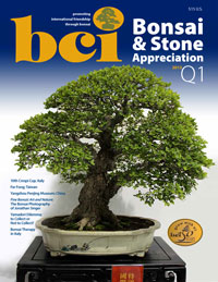 BCI Bonsai & Stone Appreciation Magazine Q1 2013 cover