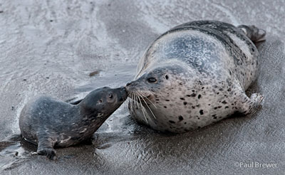 A Mother's Kiss, by Paul Brewer