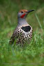 Flicker, by Craig Tooley