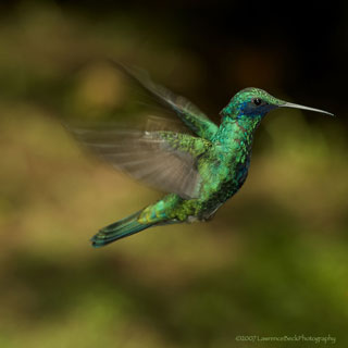 Hummingbird