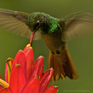 Hummingbird
