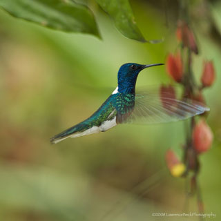 Hummingbird