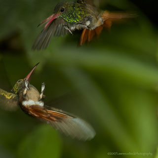 Hummingbird