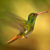 Hummingbird