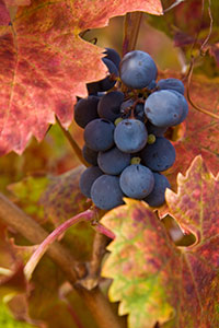 Grapes, photo credit: Linda Morley-Wells