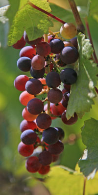 Grapes, photo credit: Linda Morley-Wells