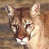 Mountain Lion