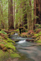 Scott Chieffo, Montgomery Woods
