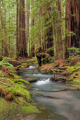 Scott Chieffo, Montgomery Woods
