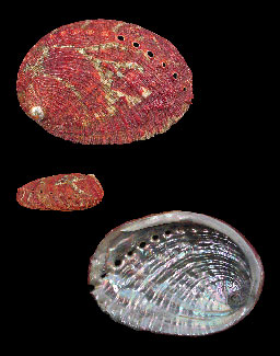 Haliotis queketti