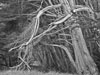 Trees, by Marty Covington