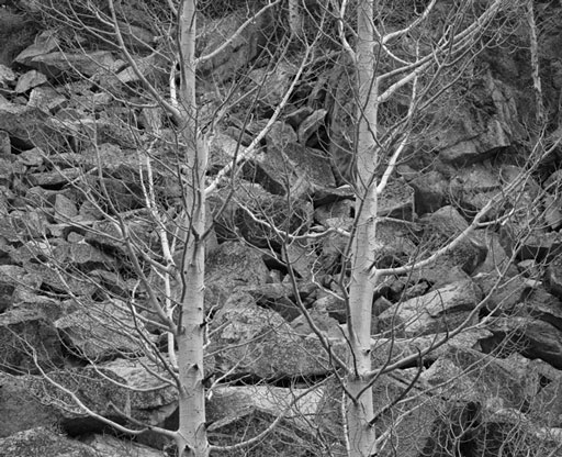 Trees, by Matthew Covington