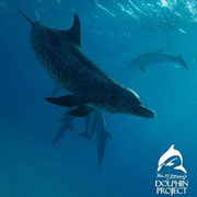 Ric O'Barry's Dolphin Project