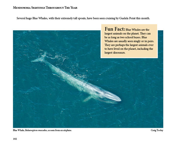 Mendonoma Sightings, Blue Whales