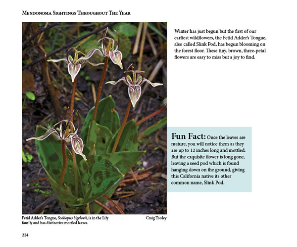 Mendonoma Sightings, Fetid Adder's Tongue