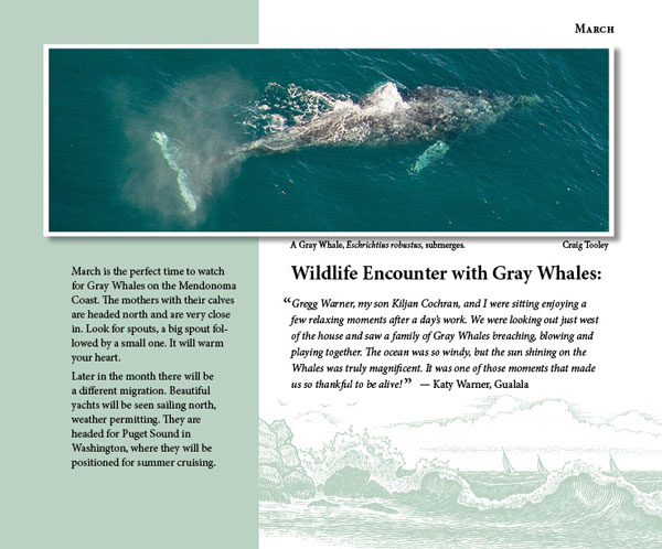 Mendonoma Sightings, Gray Whales