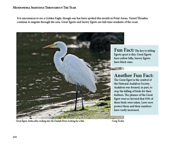Mendonoma Sightings, Great Egret