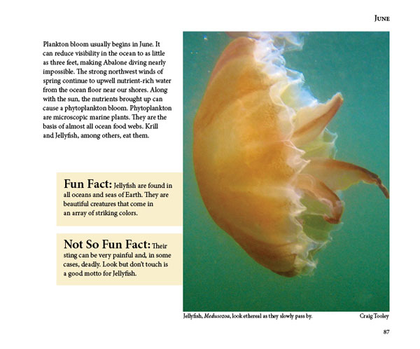 Mendonoma Sightings, Jellyfish