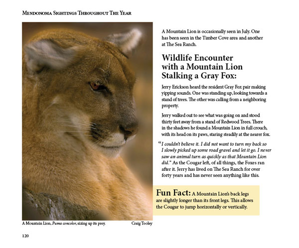 Mendonoma Sightings, Mountain Lion