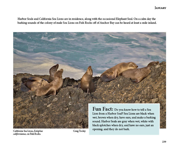 Mendonoma Sightings, Sea Lions