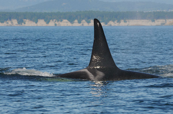 Resident Orca Pods
