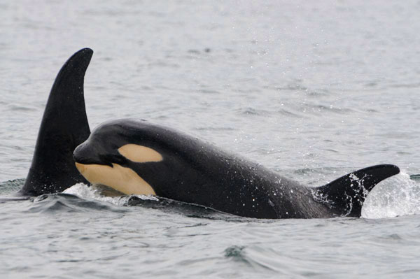 Resident Orca Pods