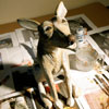 Cora waiting for paint