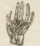 Hand anatomy, by Genevieve Wilson