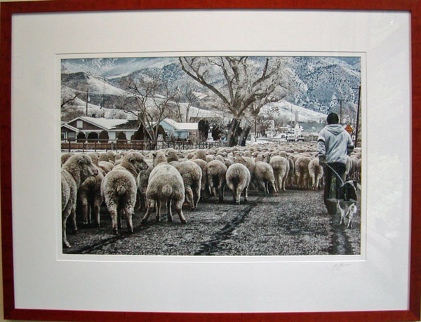People's Choice Award, First Place: Unsheepish by Ron Bolander