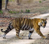 Bengal Tiger, photo by Lynne Edwards