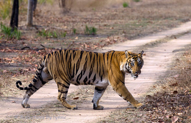 Bengal Tiger, photo by Lynne Edwards