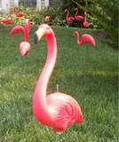 Pink flamingo